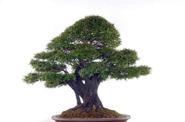 此树被誉为长寿树,帝王木,可做成"天价"盆景,不断升值