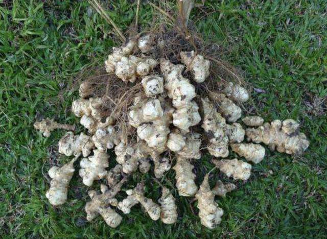 1种植物像生姜有着大块茎人称菊芋别乱采挖