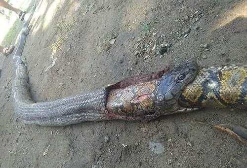 3米长的眼镜蛇吞下2米长的蟒蛇,吓坏了的村民连忙将其打死