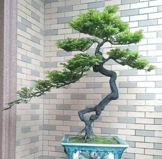 此树被誉为长寿树,帝王木,可做成"天价"盆景,不断升值