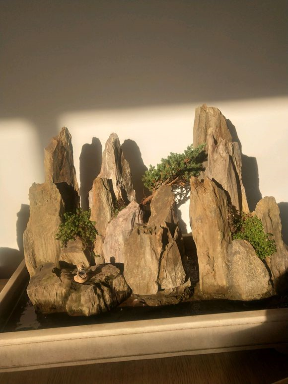 花市卖的盆景假山美到眼馋?山上捡点它,回家自己就能做一堆