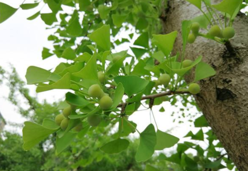 几十年前种的树,孙子刚好能吃到果实|公孙树|银杏树|白果_新浪新闻