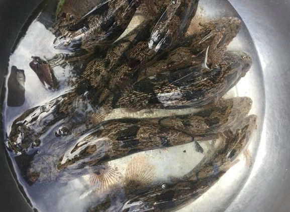 秦淮河治理后,却出现大量"土婆鱼",丑怪凶猛,有人钓到不敢吃