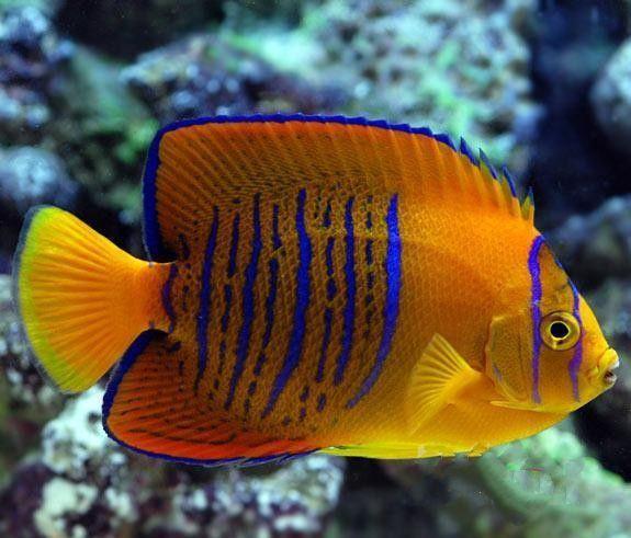 世界10大最昂贵的观赏鱼,第一售价超过400万,你知道几个?