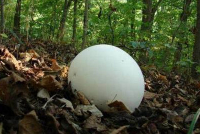 外国一美女来中国爬山捡到一个蛋,村民的话,吓得扔了