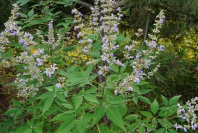 农村这野草叫"牡荆"曾被农民当成害草,却不知它是珍贵的药材