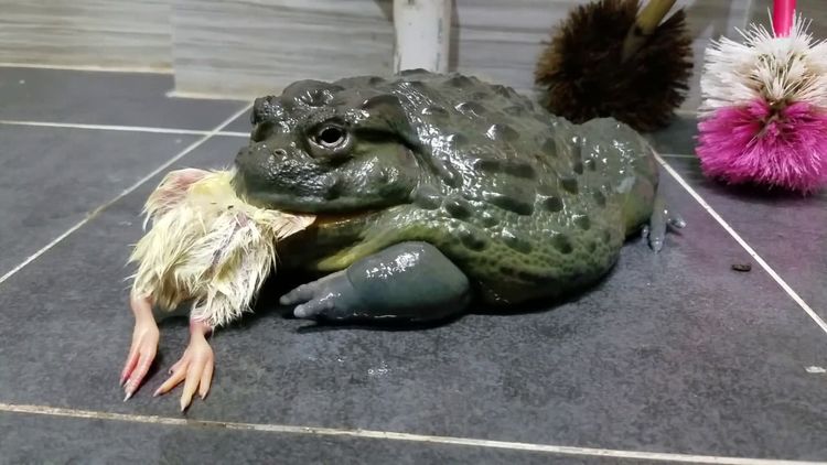 国家,5大恐怖外来物种入侵事件|外来物种入侵|鳄鱼龟|食人鱼_新浪新闻