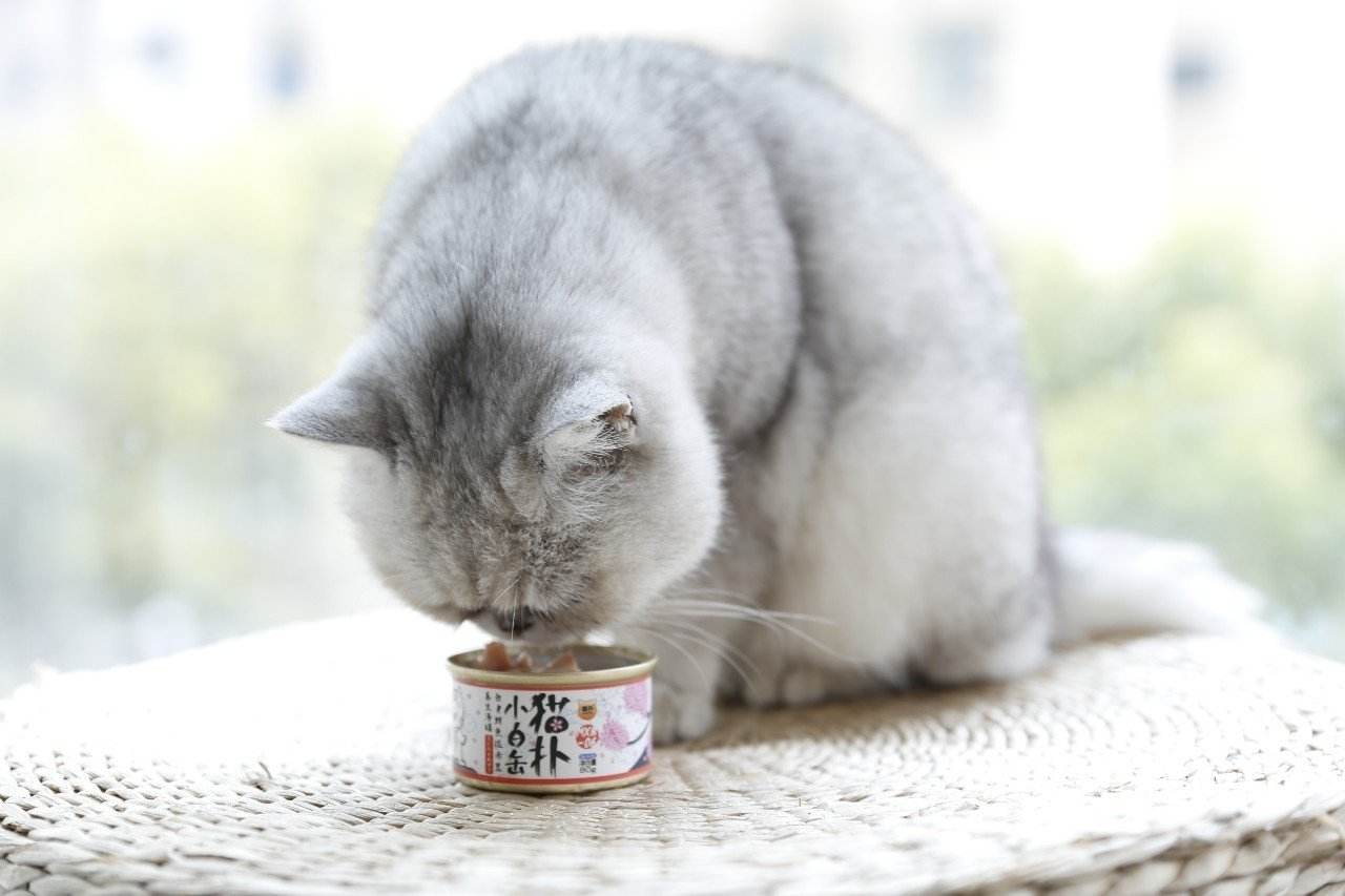 猫咪吃干饲料好还是猫罐头好5个角度考虑最后一个很重要