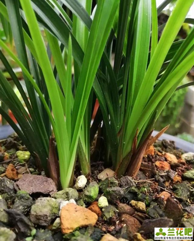 兰花怎么养兰花的种植方法及栽培技巧