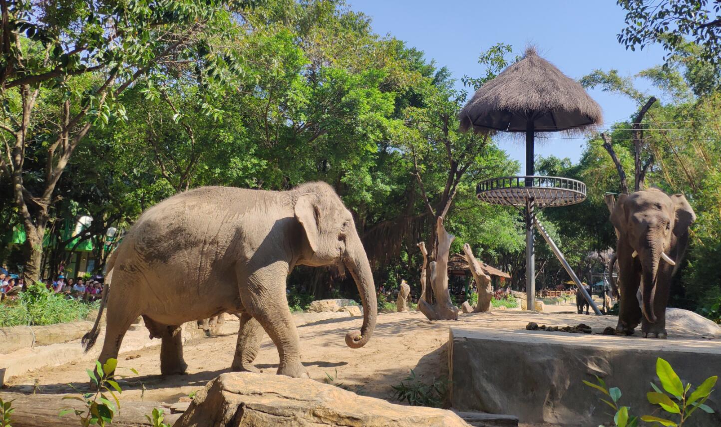 打卡国内最大野生动物园:喂一次长颈鹿50元,吃一顿中饭300