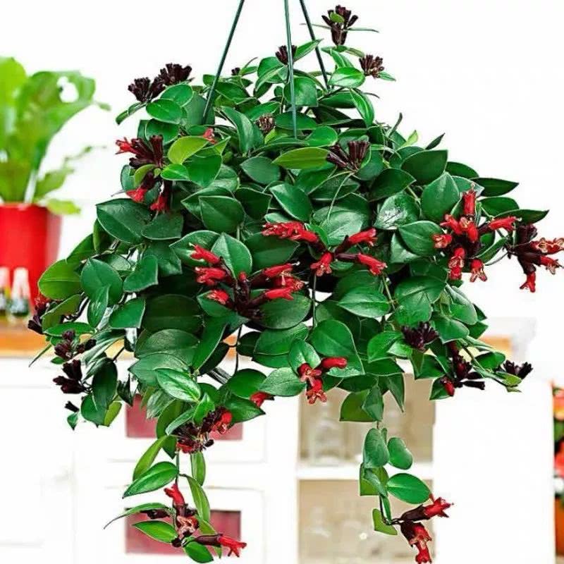 植物记:开花像“口红”的奇花——口红吊兰|口红|吊兰|植物_新浪新闻