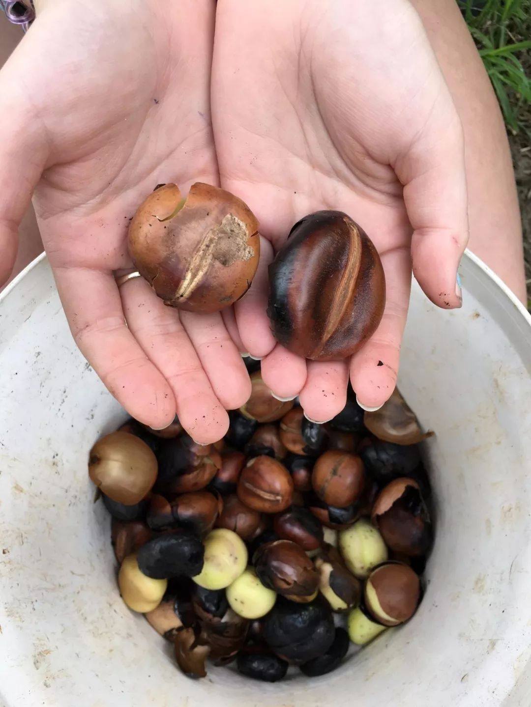 花开后孕育的大果荚孕育的种子养在小花盆里长得特快