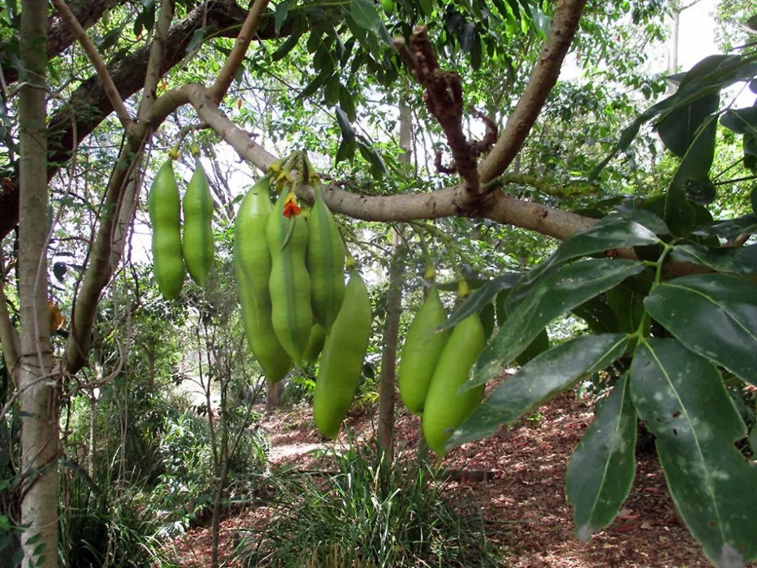 培育成幼苗,其实就是我们平常所说的绿元宝,它其实也是栗豆树的实生苗