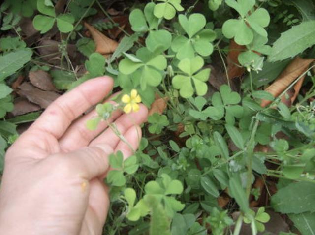湿润的小溪边,有1种"雀林草",有着"肉质根",值钱,珍贵!