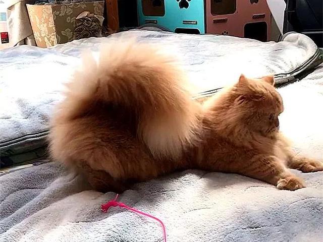 橘猫长着松鼠的大尾巴都说以大橘为重可这只猫咪真是虚胖