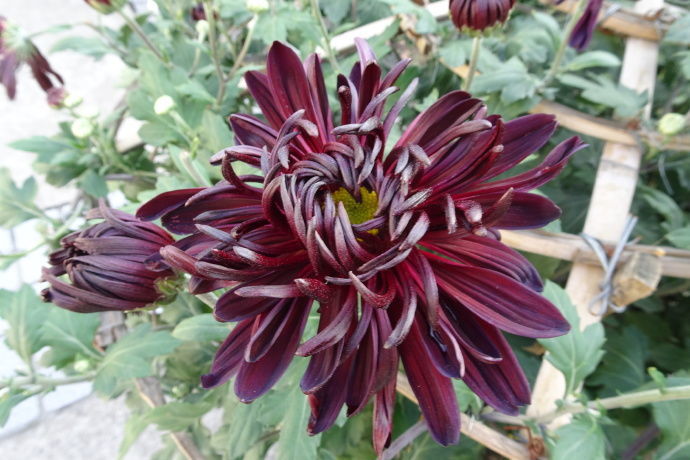 喜欢玫瑰,不如养盆"珍稀菊花"墨菊,花似墨色荷花,亭亭玉立!