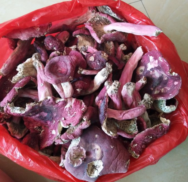 深山里长得鲜艳的红菇,晒干后500元一斤,农民曾当有毒菌类