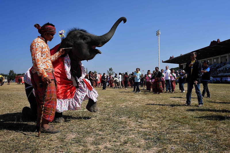 泰国素林府举办大象节 大象身穿战甲再现古人骑象打仗场面宏大