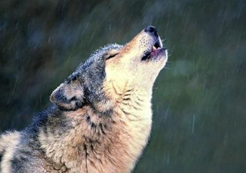 若有一头狼从核辐射区域冲出,它是否会将核辐射带给人类?