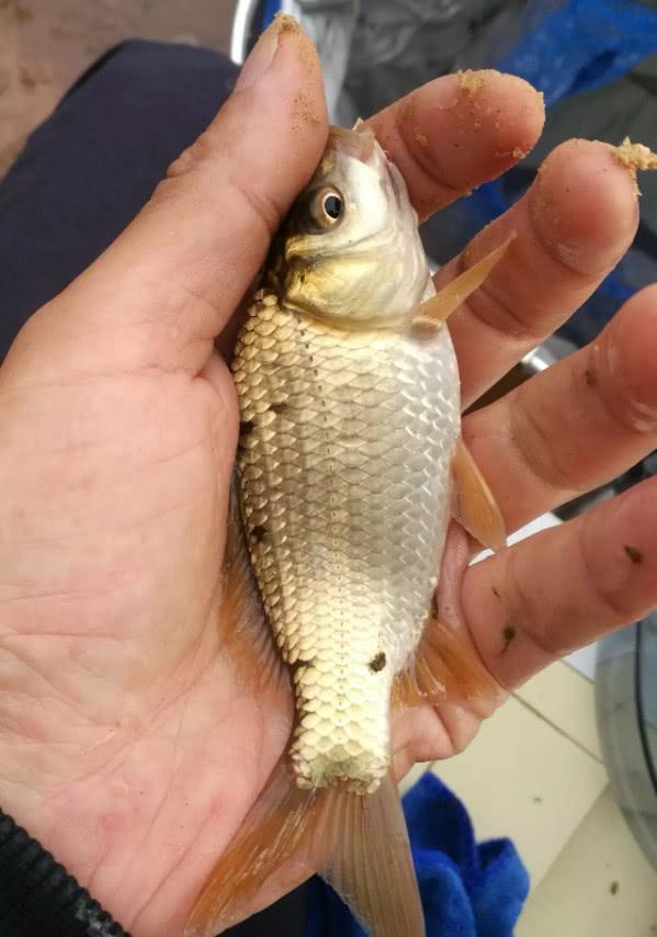 俗语"割肉不割槽头肉,买鱼不买鲫壳鱼",到底是什么意思?