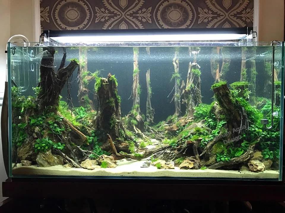 生态鱼缸造景培训过程开店__财经头条