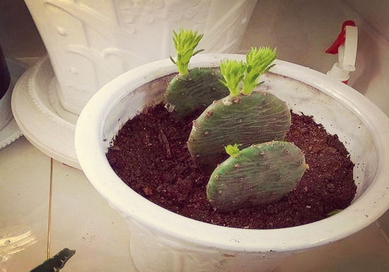 花卉培育花茎扦插叶芽扦插仙人掌扦插以及仙人球嫁接