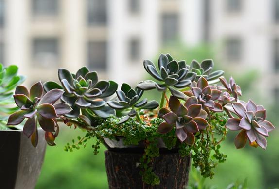 来世还在种花家是什么意思