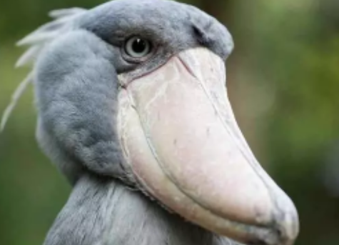 长相呆萌的大嘴鸟,喜欢以鳄鱼为食,吃之前还要羞辱一番