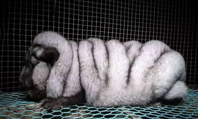 为了剥狐皮将瘦狐狸喂成50斤重的怪兽狐只为做一件狐裘大衫