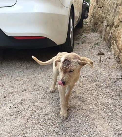 流浪狗被人用气枪打了几十枪,身体里全是钢珠,遇好心人重获新生