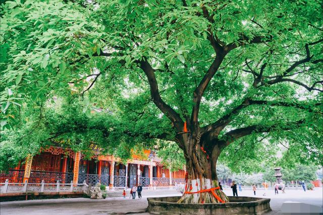 成都一座古寺，被外国人视为祖庭，藏有“天府树王”奇景|寺庙|昭觉寺|树王_新浪新闻