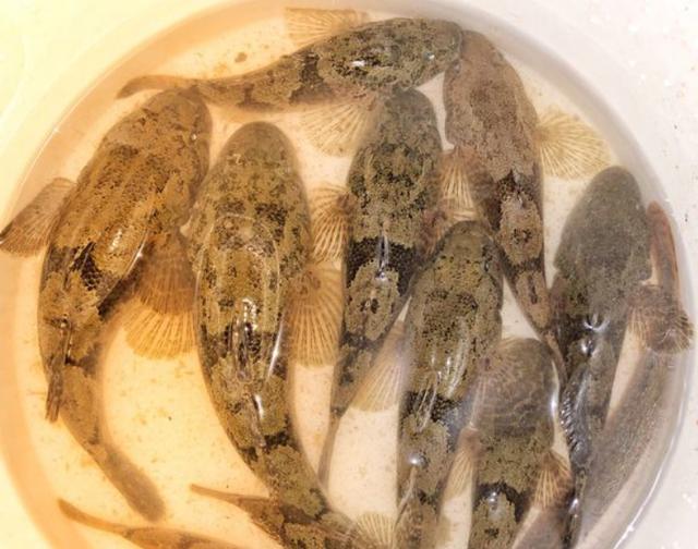 土布鱼在广西许多地方都有,其它地方却很少,有时卖到100元一斤