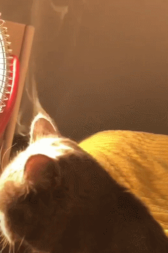 猫咪的头上开始冒烟之后,它自己都感觉到了不对劲,大概是温度太高了吧