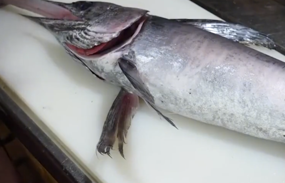 日本顶级厨师处理"旗鱼",肉质粉嫩嫩的,一口下去很满足!