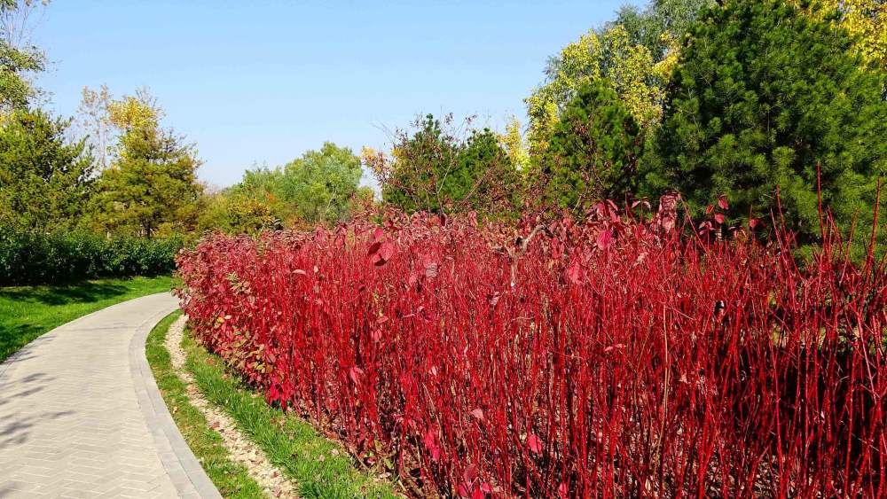 红绿交相辉映鲜红似火红瑞木枝繁叶茂红艳如珊瑚