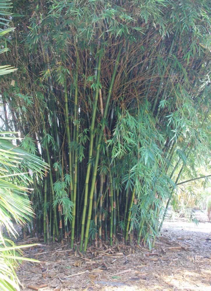 种竹子真的特别容易,还会过度蔓延,这方法可轻松解决