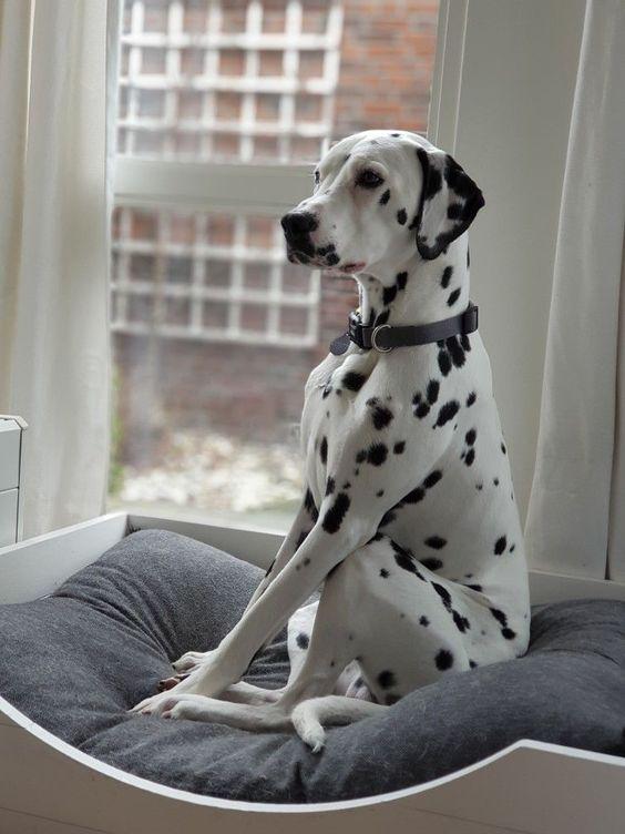 101忠犬的主角斑点狗超帅的狗狗但养的人很少