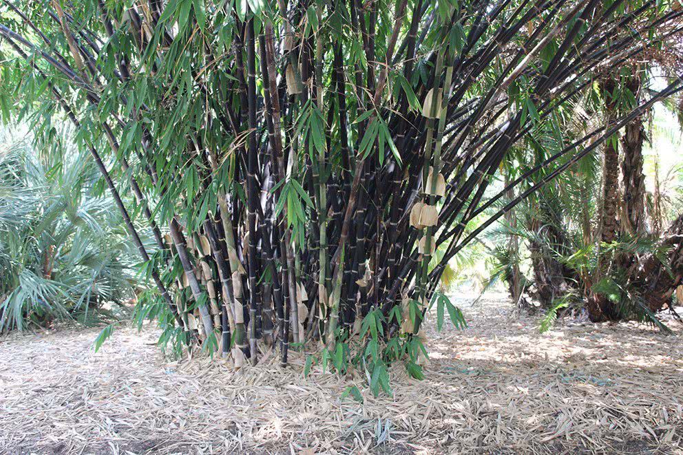 种竹子真的特别容易,还会过度蔓延,这方法可轻松解决