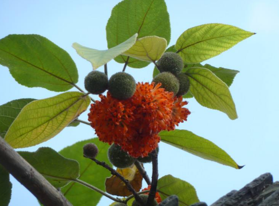 农村这种树叫"构树"过去农民见到就砍掉,殊不知现在却一株难求