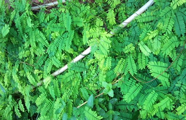 这植物叫鸡骨草,有抗痘清热解毒的功效,煮水喝甘甜爽口又能解渴|草药