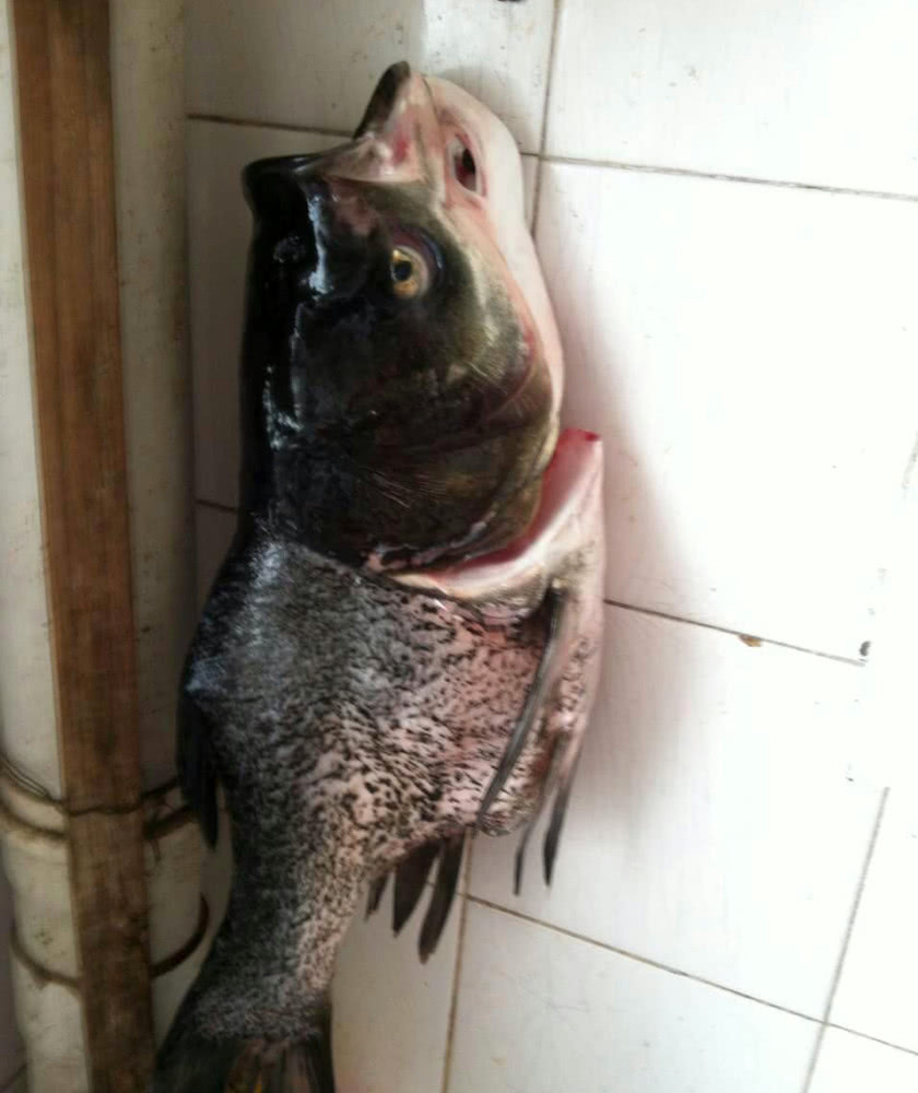 养殖户利用一种特殊技术,把这些鱼缩骨,味道好价格贵了几倍