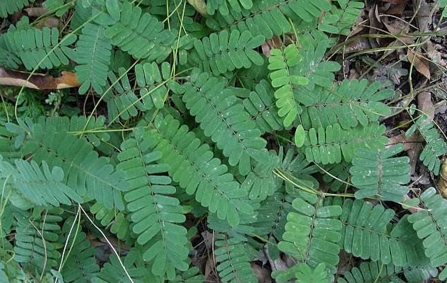 这植物叫鸡骨草,有抗痘清热解毒的功效,煮水喝甘甜爽口又能解渴