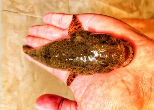 土布鱼在广西泛滥,亲戚拿来喂鸭子,曾卖到百元一斤