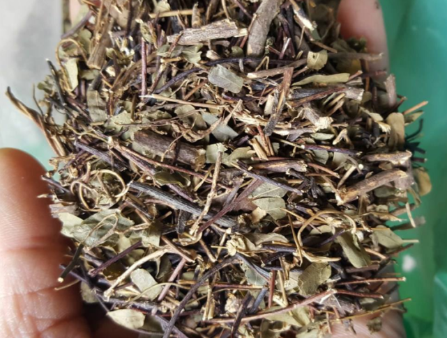 有抗痘清热解毒的功效,煮水喝甘甜爽口又能解渴|草药|鸡骨草|植物