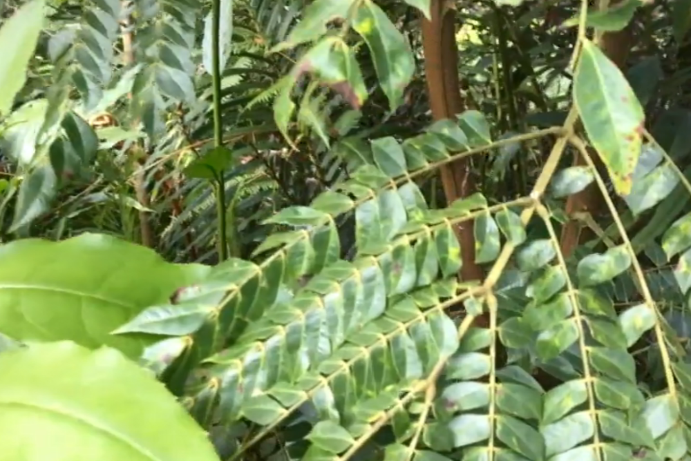 深山里一种野生药材,客家人叫它"猴儿草",对急性咽喉炎有帮助