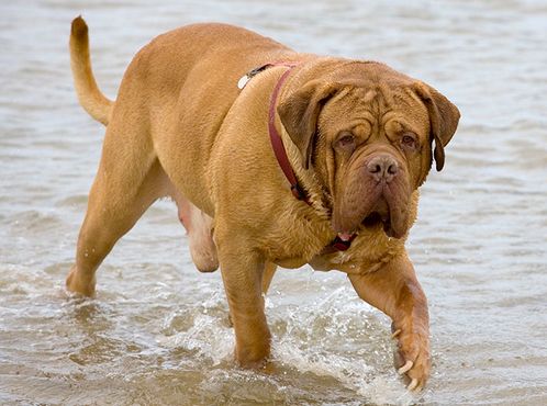 来自法国的,浪漫的小丑,英勇的波尔多犬