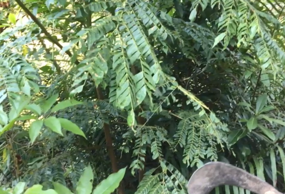 深山里一种野生药材,客家人叫它"猴儿草",对急性咽喉炎有帮助