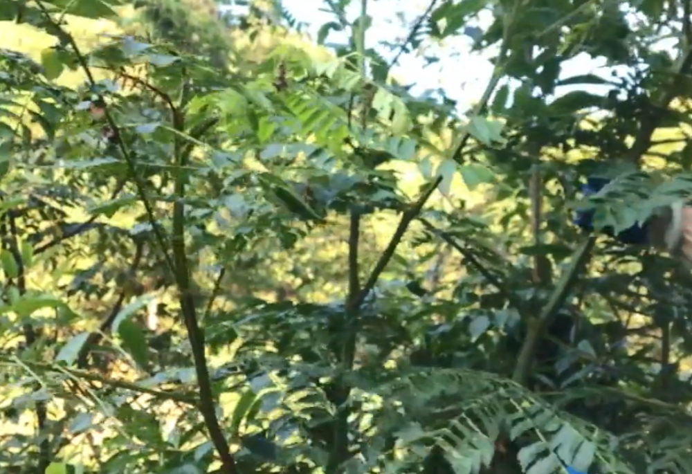 深山里一种野生药材,客家人叫它"猴儿草",对急性咽喉炎有帮助