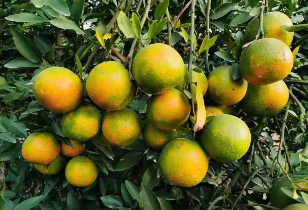 蕉柑是汕头市具有地方特色的水果品种,诉说着乡村振兴的喜悦之情