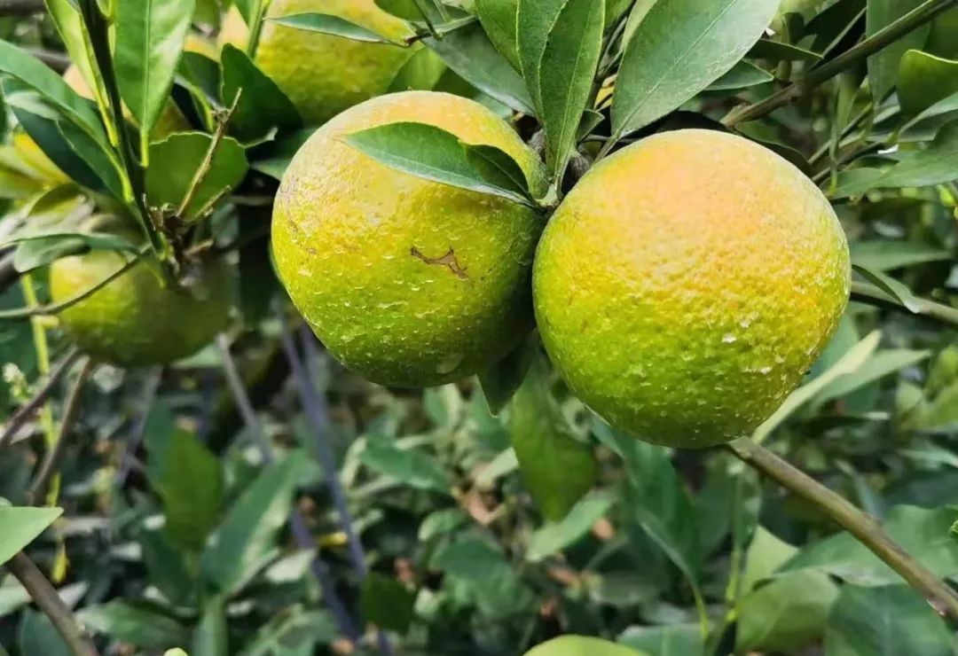 蕉柑是汕头市具有地方特色的水果品种,诉说着乡村振兴的喜悦之情